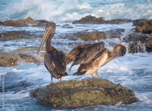 pelican on rock