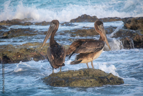 pelicans on the beach