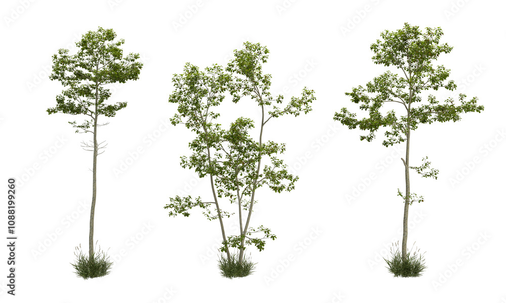 tree isolated on white background tree isolated on white background