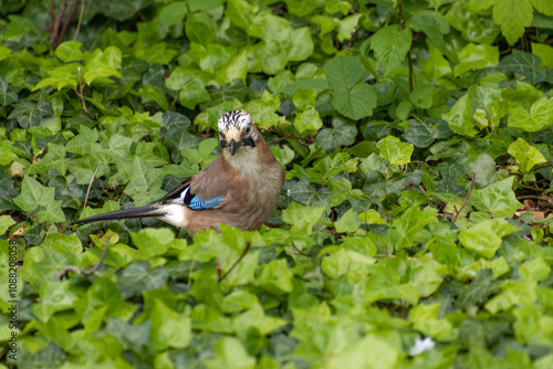 Eurasian jay (Garrulus glandarius) on leaves