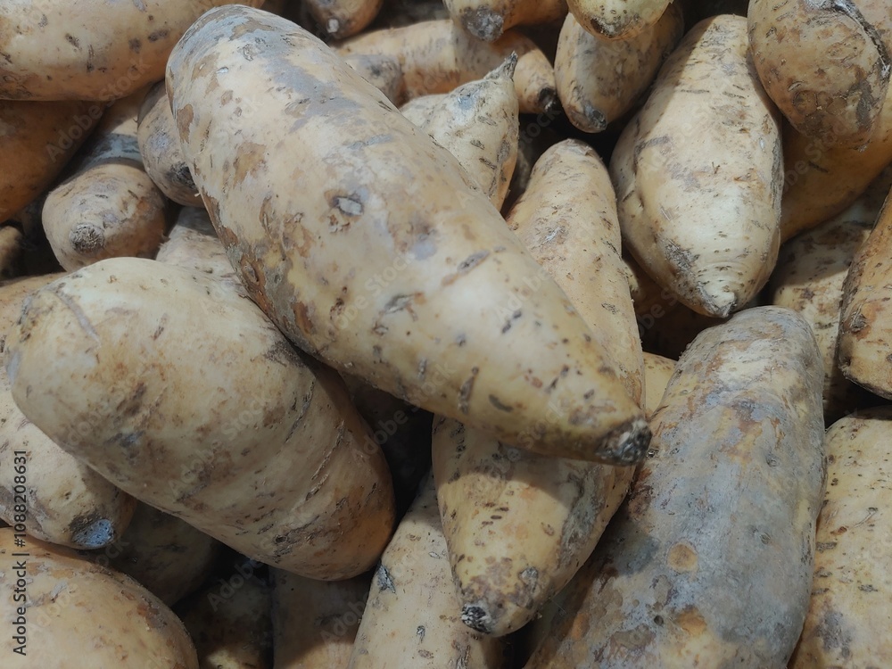 Group of Tubers Called Sweet Potato or Yam or Ubi or Ubi Cilembu Group of Tubers Called Sweet Potato or Yam or Ubi or Ubi Cilembu