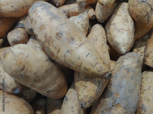 Group of Tubers Called Sweet Potato or Yam or Ubi or Ubi Cilembu photo