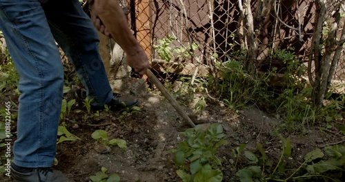 A senior man tends to his garden, hoeing soil around potato and chard plants on a sunny day.