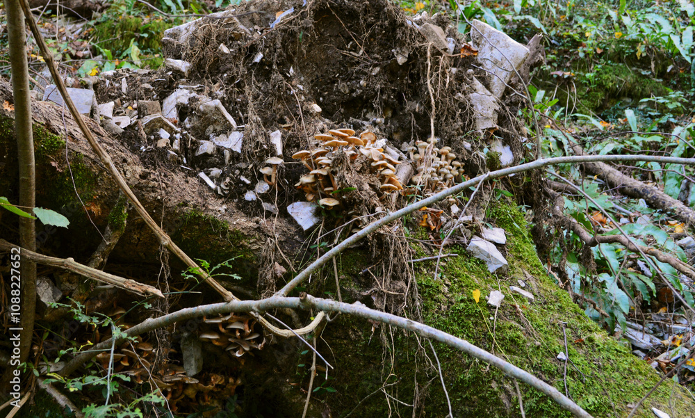 Obraz premium Mushrooms in a tree