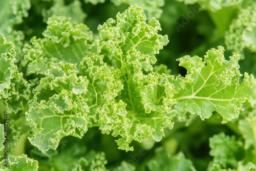 Fresh Organic Kale Leaves Close-Up with Vibrant Green Curly Texture for Healthy Eating and Cooking Inspiration in Natural Culinary Settings