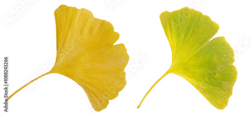 Set of 2 gingko, maidenhair tree leaves in light green and golden yellow autumn colors, isolated image on transparent background