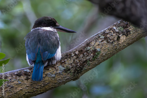 A Forest Kingfisher perched on a branch photo