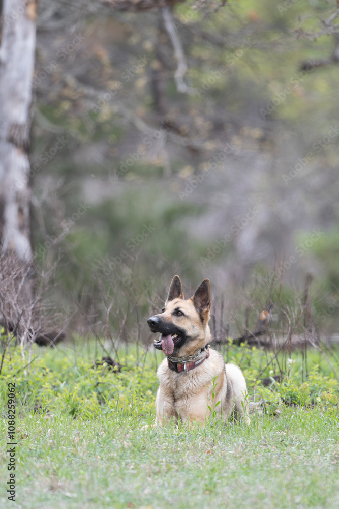 Naklejka premium German Shepherd Dog listening to Commands 