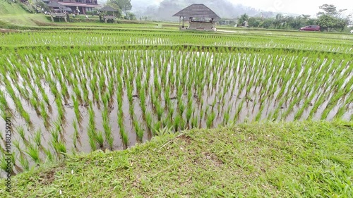 Close up or low angle view of beautiful rice plants in the rice field. Gazebo in the middle of the rice field. Farming and agricultural business.