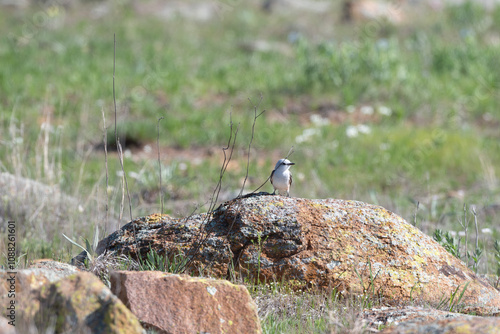 Scissor Tailed Flycatcher in the Wichita Mountains  photo