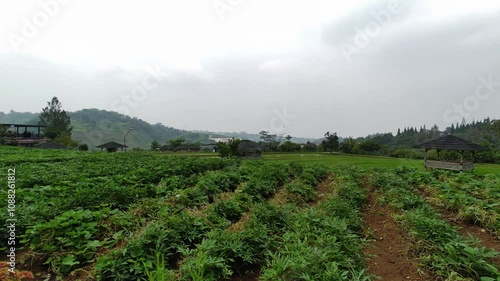 Green vegetable plants in a rural garden