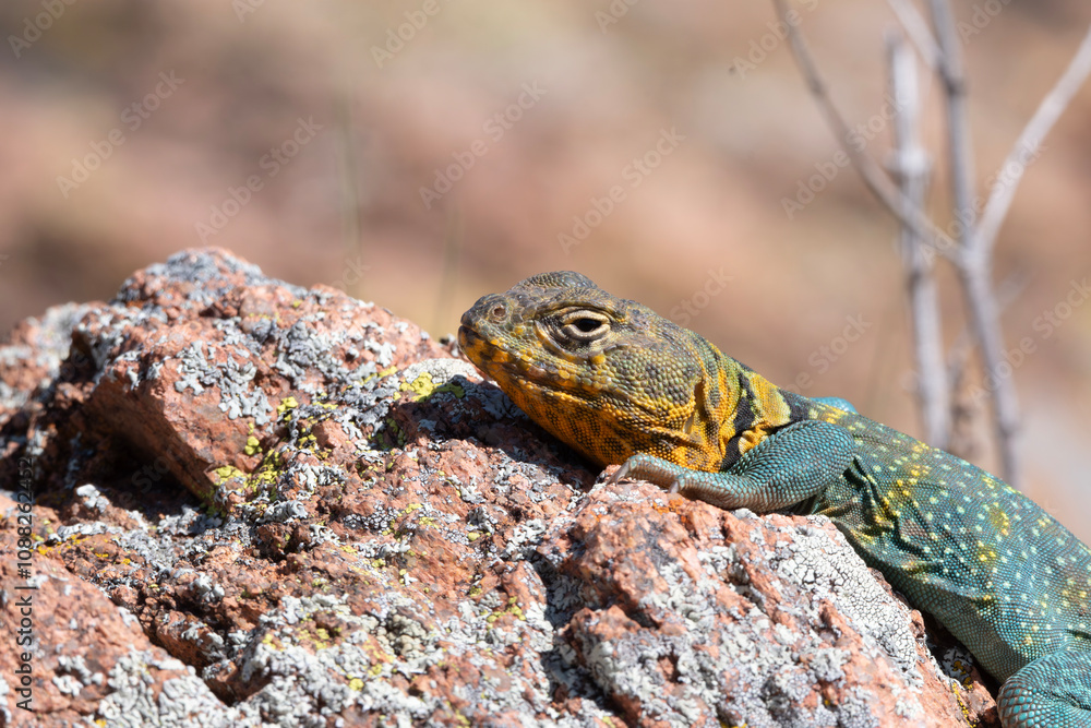 Naklejka premium Eastern Collared Lizard in the Wichita Mountains 