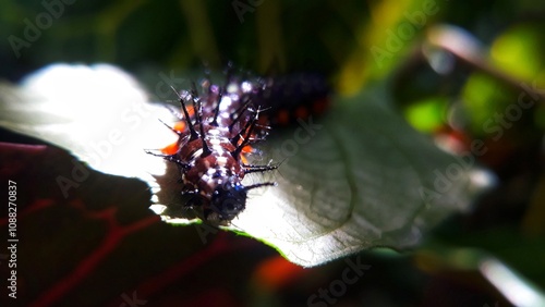 Caterpillar on the green leaf 