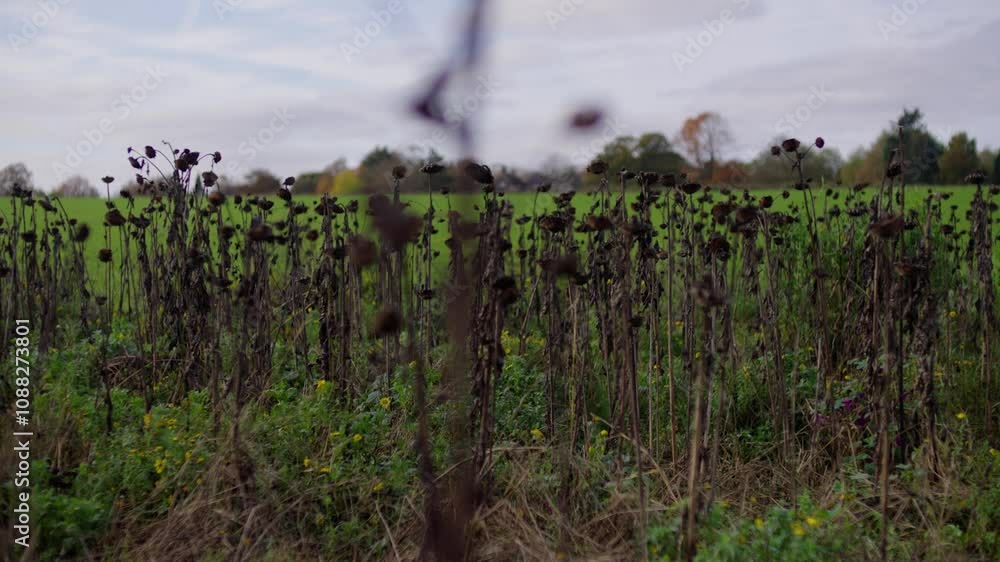 A dense field of dried plant stalks with withered leaves creates a textured, natural pattern. The plants are weathered and stand tall, showing the transition to late autumn in a rural area. A dense field of dried plant stalks with withered leaves creates a textured, natural pattern. The plants are weathered and stand tall, showing the transition to late autumn in a rural area.
