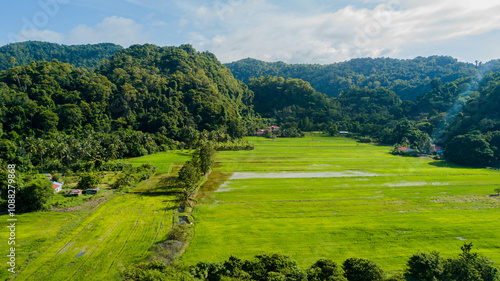 Panoramic aerial drone view of green paddy crops at Kampung Wai, Perlis, Malaysia