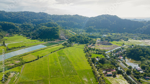 Panoramic aerial drone view of green paddy crops at Kampung Wai, Perlis, Malaysia