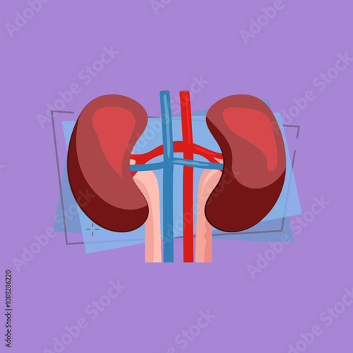 Human kidney illustration. Human organ, body. Medicine concept. Vector illustration can be used for hospital, laboratory, medical colleges and universities, anatomy studying