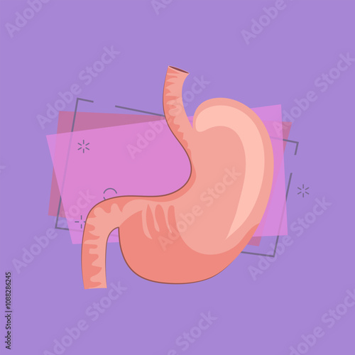 Human stomach illustration. Human organ, body. Medicine concept. Vector illustration can be used for hospital, laboratory, medical colleges and universities, anatomy studying