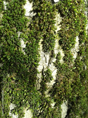 moss on tree bark
