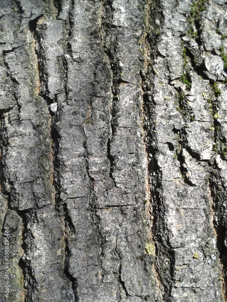 Fototapeta premium bark of a tree, texture