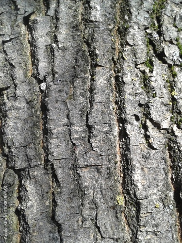 bark of a tree, texture