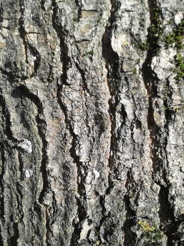 bark of a tree, texture
