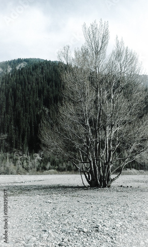 black and white landscape