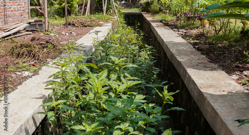 Lush green vegetation grows along the sides of a concrete irrigation ditch in a rural setting. The contrast between the natural and man-made elements is striking. photo