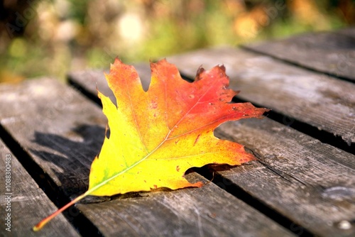 ein blatt auf einem holzsteg photo