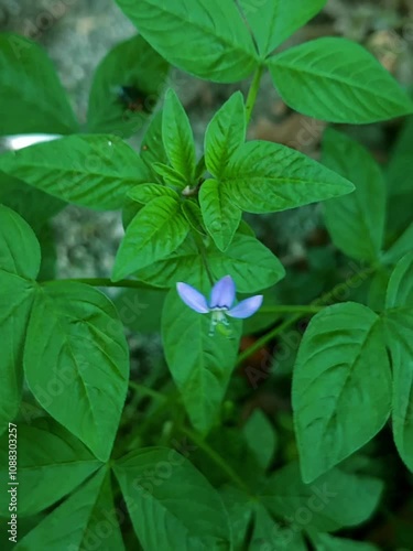 leaves in the garden