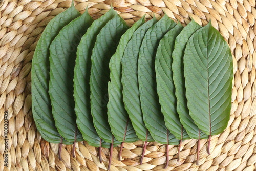 Fresh kratom leaves or mitragyna speciosa leaf