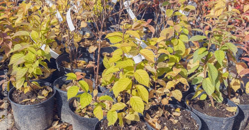 Row of potted plants with yellow leaves sit on a table Row of potted plants with yellow leaves sit on a table