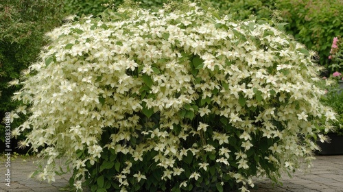 Clematis lanuginosa lush climbing plant with abundant white flowers creating a stunning floral display in a garden setting. photo