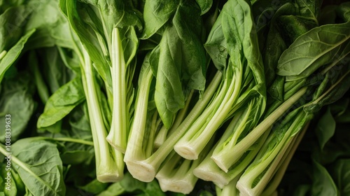 Puntarelle salad featuring fresh, crisp stalks with vibrant green leaves, showcasing its unique texture and flavor for traditional Italian cuisine. photo