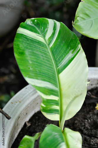 banana tree, bicolor banana plant or Kluai Namwa Dang, Musa ABB or Namwa Dang or new born banana or bicolor banana plant photo