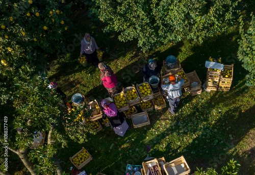 Harvest process of the famous quince of Sakarya province photo