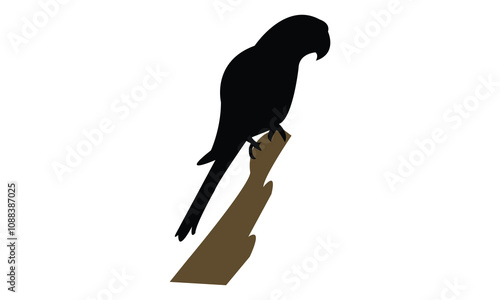 Parrot Silhouette Design  And Vector Illustration. 