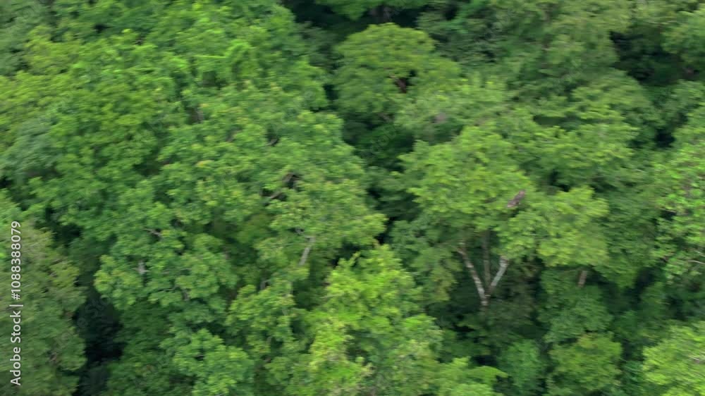 Explore a breathtaking aerial view of the majestic Black Vulture soaring through Costa Ricas coastal forests, showcasing natures beauty intertwined with lush vegetation and wildlife Explore a breathtaking aerial view of the majestic Black Vulture soaring through Costa Ricas coastal forests, showcasing natures beauty intertwined with lush vegetation and wildlife