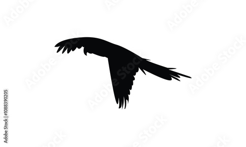 Parrot Silhouette Design  And Vector Illustration. 
