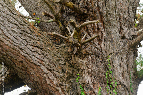 Close-up of the trunk of a pine tree at the point where it splits into various branches, showing the tree's bark and the leaves of the vines growing around it. photo