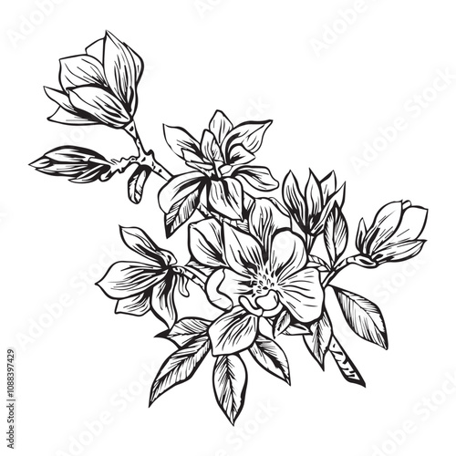 Ink, pencil, magnolia leaves and flowers isolate. Transparent line art background. Hand drawn nature picture.