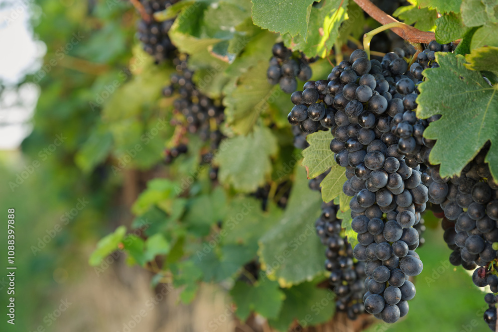 Black grapes hanging from a vine, with green leaves and a bright background. Ideal for fresh juice, organic food, and summer harvest themes. Black grapes hanging from a vine, with green leaves and a bright background. Ideal for fresh juice, organic food, and summer harvest themes.