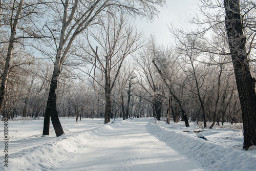 a frosty winter morning in the alley, trees in white frost