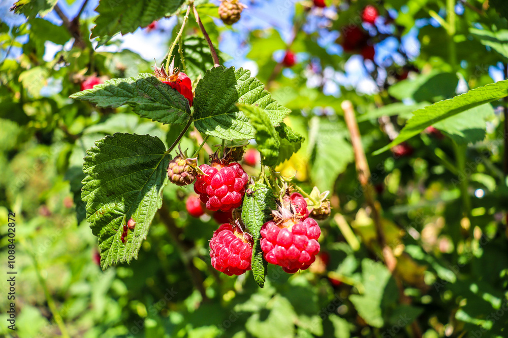 tasty berries hang on the branches tasty berries hang on the branches