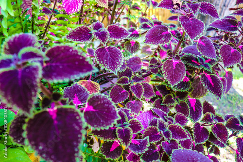 beautiful flowers bloom in the garden