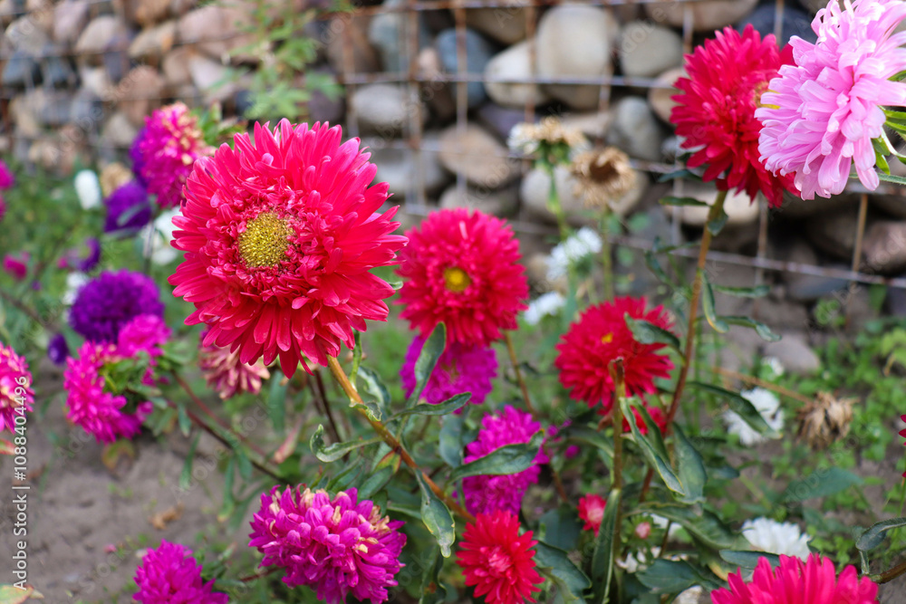 beautiful flowers bloom in the garden beautiful flowers bloom in the garden