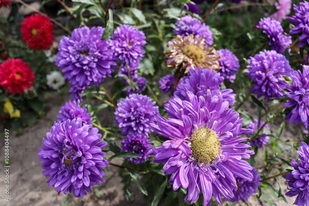 Fototapeta premium beautiful flowers bloom in the garden