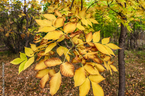 autumn leaves in the park