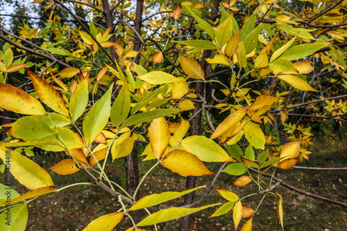 autumn leaves in the park