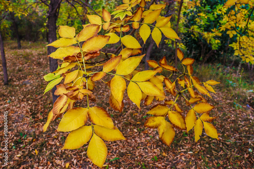 autumn leaves in the park